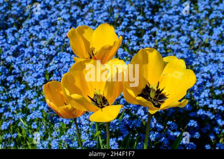 Delicate vivid yellow tulips in full bloom and many blurred small blue forget me not or Scorpion grasses flowers, Myosotis, in a sunny spring garden, Stock Photo