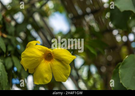 Beautiful view of yellow allamanda flowers. Beautiful nature backgrounds. Stock Photo