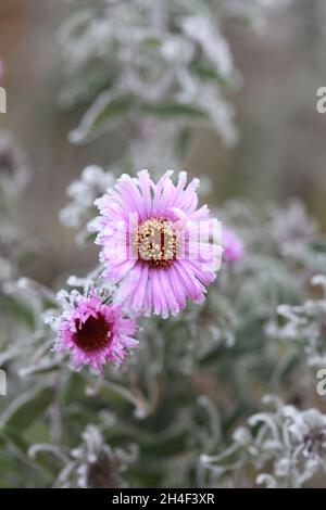 Lilac chrysanthemum flowers on a cold autumn with needles of ice Stock Photo