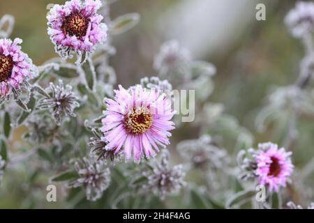 Lilac chrysanthemum flowers on a cold autumn morning with ice Stock Photo