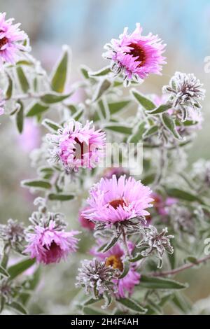 Lilac chrysanthemum flowers on a cold autumn morning with ice Stock Photo