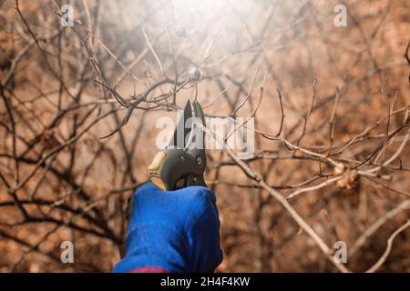 Gardener cuts dry branches of tree with pruning shears. Close up hand of a person taking care of rose hip bushes Stock Photo