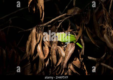 An image of a green bird hidden in dry leaves Stock Photo
