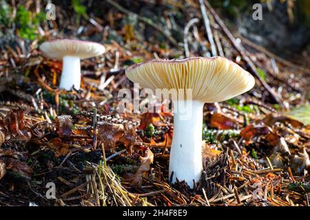 Two large russula mushrooms in forest duff on the Oregon Coast Stock Photo