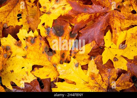 Several multicolored autumn maple leaves on the ground from above Stock Photo