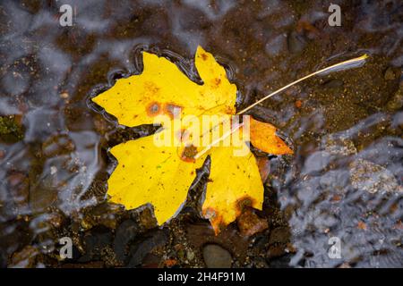 A single fallen yellow maple leaf floating on water in autumn Stock Photo