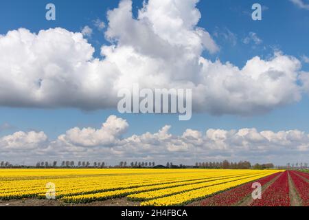 Panoramic view over a field with long rows of bright yellow and red tulips in spring time in Zeeland, Netherlands with dramatic large white clouds Stock Photo