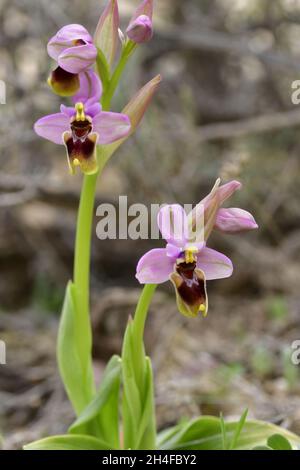 Ophrys tenthredinifera is a monopodial and terrestrial orchid Stock Photo