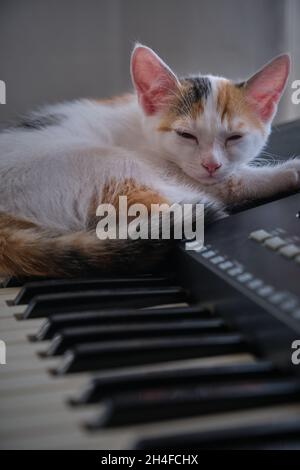 tricolor kitten on the piano Stock Photo