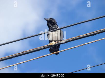 Pied Crow (Corvus albus) with food on telephone line in Spain Stock Photo