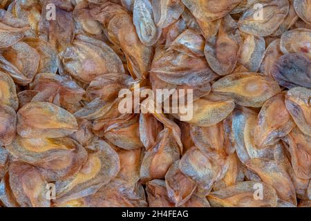 A Macro detail of a pile of Gladiolus plant seeds Stock Photo