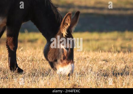 Donkey eating in a field Stock Photo