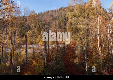 Late autumn Colors of a floodplain forest near the river Lech Stock Photo