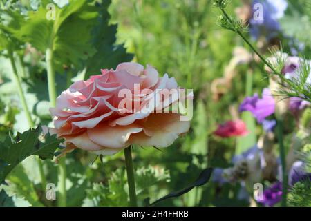 Buntes Blumenbeet in einem Garten. Vordergrund: eine große Blüte einer Rose in rosa apricot. im Hintergrund verschiedene Blumen wie Iris und Ziermohn.