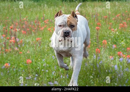 Large American Pit Bull Terrier female dog runs to us in wildflower meadow Stock Photo