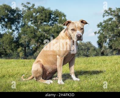 Pit Bull Terrier dog sits in grass pasture Stock Photo