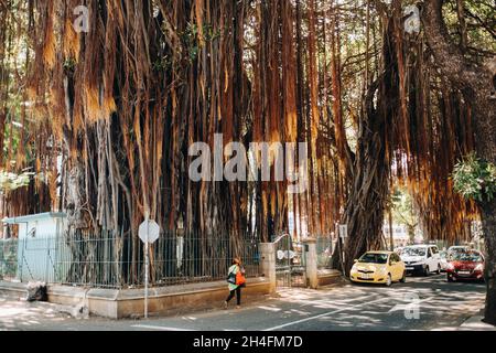 Port Louis, Mauritius aerial roots hanging from a giant tree in the Jardin de la Compagnie in Port Louis. Stock Photo