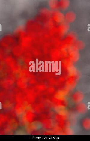 Blurred abstract red lights on a festive gray background. For use in the background. Merry Christmas and Happy Valentine's Day Stock Photo