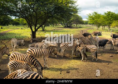 Herd of zebras and ostrich in the wild in park on Mauritius Stock Photo