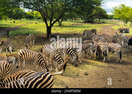 Herd of zebras and ostrich in the wild in park on Mauritius Stock Photo