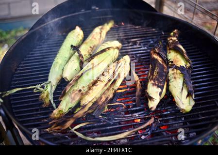 A summer treat, freshly harvested whole ear sweet corn with husks being grilled outside, cooking inside husks to preserve moisture, Hammond, MN, USA Stock Photo