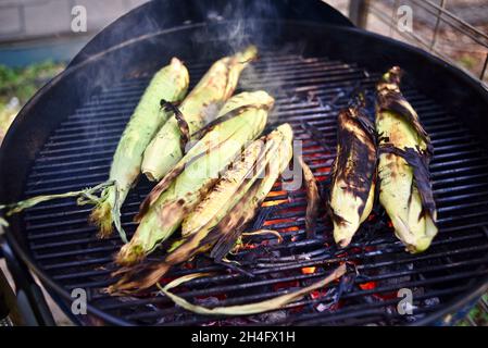 A summer treat, freshly harvested whole ear sweet corn with husks being grilled outside, cooking inside husks to preserve moisture, Hammond, MN, USA Stock Photo