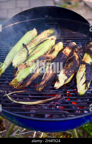 A summer treat, freshly harvested whole ear sweet corn with husks being grilled outside, cooking inside husks to preserve moisture, Hammond, MN, USA Stock Photo