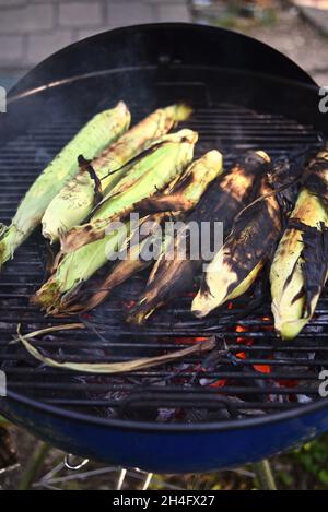A summer treat, freshly harvested whole ear sweet corn with husks being grilled outside, cooking inside husks to preserve moisture, Hammond, MN, USA Stock Photo