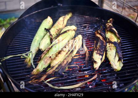 A summer treat, freshly harvested whole ear sweet corn with husks being grilled outside, cooking inside husks to preserve moisture, Hammond, MN, USA Stock Photo