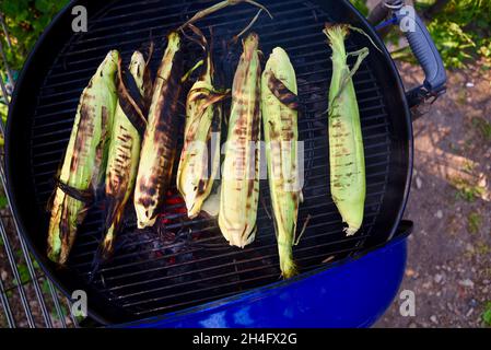 A summer treat, freshly harvested whole ear sweet corn with husks being grilled outside, cooking inside husks to preserve moisture, Hammond, MN, USA Stock Photo