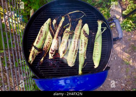 A summer treat, freshly harvested whole ear sweet corn with husks being grilled outside, cooking inside husks to preserve moisture, Hammond, MN, USA Stock Photo
