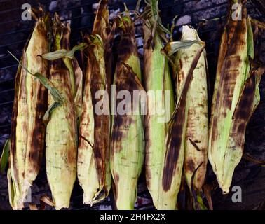 A summer treat, freshly harvested whole ear sweet corn with husks being grilled outside, cooking inside husks to preserve moisture, Hammond, MN, USA Stock Photo