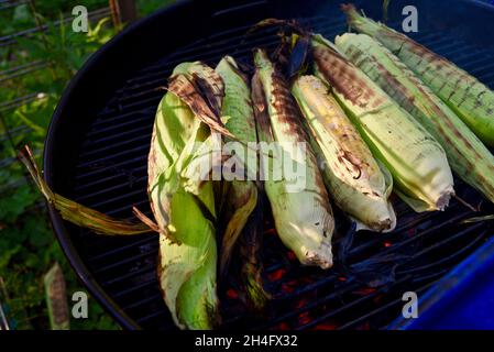 A summer treat, freshly harvested whole ear sweet corn with husks being grilled outside, cooking inside husks to preserve moisture, Hammond, MN, USA Stock Photo