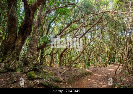 hiking path in forest landscape -  walkway through  laurel trees, Anaga Mountains, Tenerife, Canary Islands Stock Photo