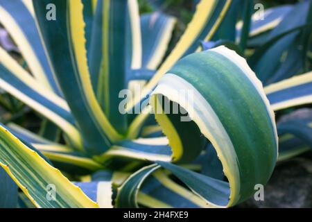 Agave century plant variegated on plantation. Huge green leaves, yellow serrated edges in botanical garden. Evergreen succulent. Large cactus, live pl Stock Photo