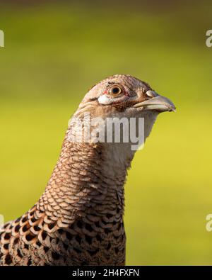 Side view portrait of an alert adult female Common pheasant - Phasianus colchicus - looking up to the sky for danger Stock Photo