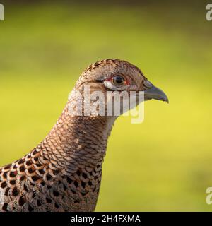 Side view portrait of an adult female Common pheasant - Phasianus colchicus