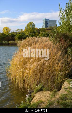 Reed at the shore of a pond in Vienna (Austria), sunny day in autumn, Wienerberg Stock Photo