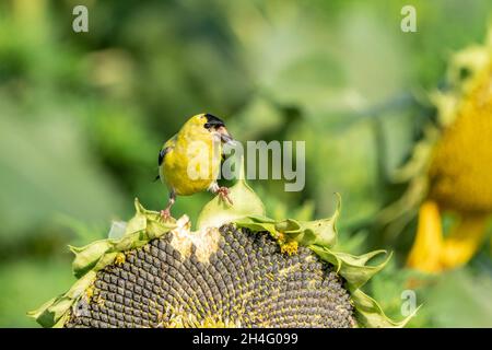 American Goldfinch perched on sunflower eating a seed. Stock Photo