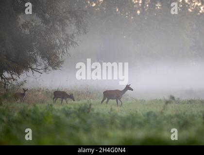 Hind and fawns (red deer) walking in shallow water in river beside forest on foggy morning. Wildlife in natural habitat Stock Photo