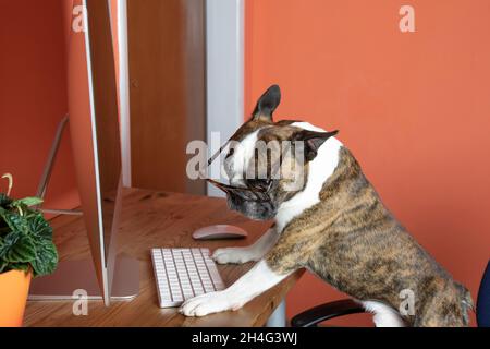 Cute Boston terrier with glasses works at the computer like a person Stock Photo