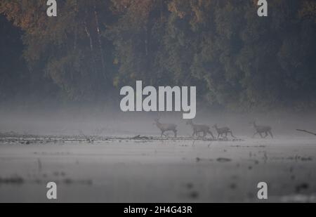 Herd of red deer with hinds and fawns walking in shallow water in river beside forest on foggy morning. Wildlife in natural habitat Stock Photo