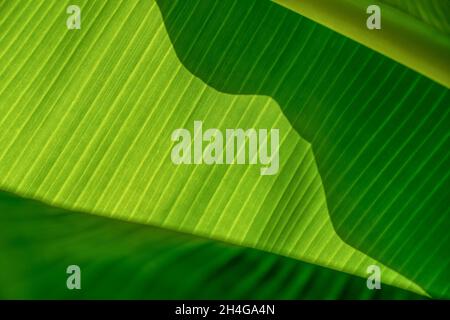 Texture of exotic leaves. Background of green leaves of banana palm. Close-up. Stock Photo