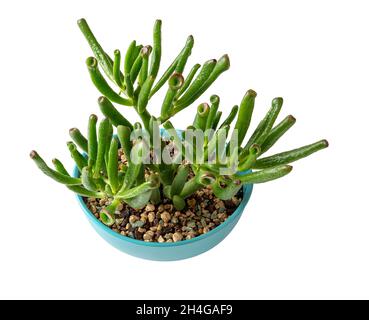 Crassula ovata Gollum Jade plant for bonsai isolated on a white. Succulent plant with unusual tubular leaves growing in an oval turquoise flower pot. Stock Photo