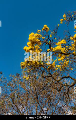 Yellow flower tree, Ipe, in Belo Horizonte, Brazil Stock Photo