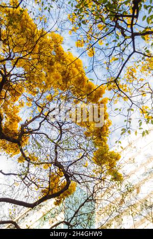 Yellow flower tree, Ipe, in Belo Horizonte, Brazil Stock Photo