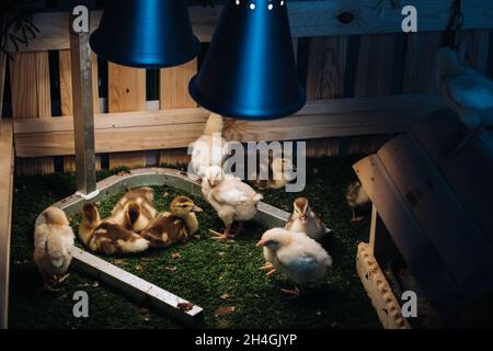 Small chickens and ducklings bask on the grass under a lamp in the yard. Stock Photo