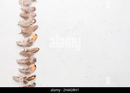 Beautiful pheasant feathers on white background Stock Photo