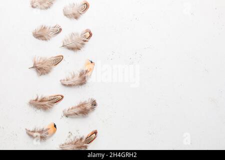 Beautiful pheasant feathers on white background Stock Photo