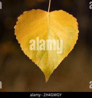 Leaf on a Plains Cottonwood tree changing to yellow in autumn because of a decrease in photosynthesis. Populus deltoides Stock Photo